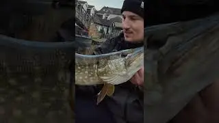 Urban Canal Pike Caught On Deadbait 🎣 #fish #fishing #pike #pikefishing #canalfishing