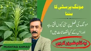 Excessive vegetative growth in Mung Bean Crop | Mung Crop Cultivation In Pakistan | Mung ki kasht