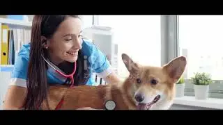 Pet Care 101  Mastering the Basics | PET LOVER NEW YORK