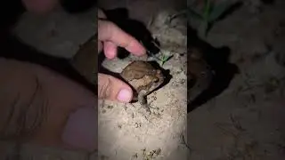 Collection of funny frogs | Frog Laughter Video and Prank Catching Frog | Memes Frog for fun