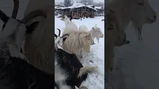 goats gathering by the gate 🐐#naturedaily #nature #naturelovers #animal #fluffyfriends #goat #cute