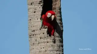 Red-and-Green Macaw Nesting: The Art of Hatching Eggs - (Ara chloropterus) Arara-Vermelha