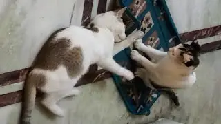 Sweet Cat #huntingcat #kitten #cat #playingkitten #catlover #catvideos #catshorts #catvideo #ytvideo