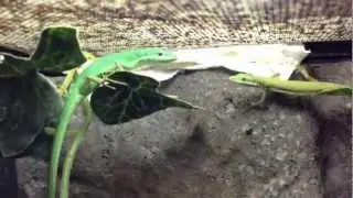 Takydromus smaragdinus