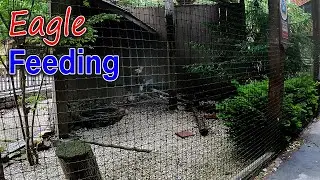 EAGLE FEEDING AT EAGLE MOUNTAIN SANCTUARY l DOLLYWOOD l SPRING ROAD TRIP 2023