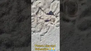 Snake#transparent#reels#reels #youtubeshorts