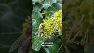 Hedera helix  (common ivy) blooming during the autumn #fall #autumn #hederahelix #ivy #commonivy