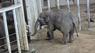 Elefant Gajendra & Family 🐘 #tierparkhellabrunn #elefant #elefantenalltag