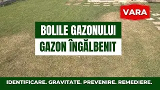 Bolile gazonului vara & gazon &icirc;ngălbenit vara. Cauze. Fungicide. Gravitate. Identificare. Prevenire