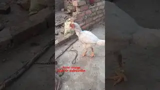 aseel murga gorakhpur up 53 like or subscribe 🐓🐓🐓