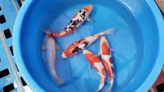 Doitsu Kois from Maruhide koi farm Japan 🇯🇵 