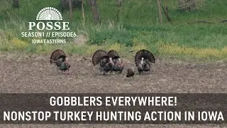 Gobblers Everywhere! Nonstop Turkey Hunting Action In Iowa