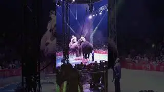 Exploring Universoul Circus in Dallas, TX-Part 4 🎪🍿#dallas #circus #entertainment #fun #shorts