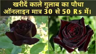 खरीदें काले, नीले, हरे गुलाब के पौधा ऑनलाइन मात्र 30 से 50 Rs में || Black Rose, Blue Rose,