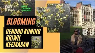 Si Dendro Kuning Keemasan