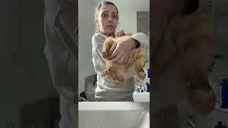 Orange cat behavior&hellip;.#orangecat #orangecatbehavior #catvideos #catshorts