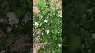 Aronia Berry Flowers -