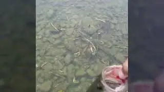 San Antonio river espada park bass fishing fall 2017