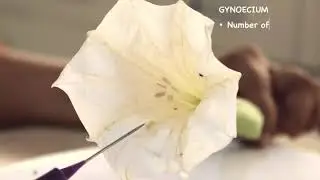 DISSECTION OF DATURA STRAMONIUM: ISC 12 PRACTICAL