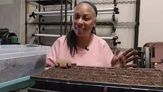 Starting  Pepper Seeds