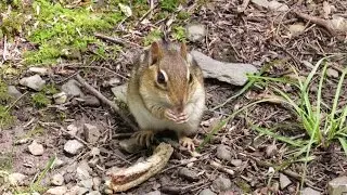 Hiking Pennsylvania: Locust Lake State Park