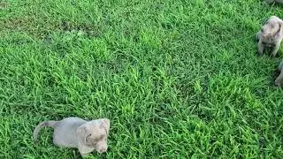 Silver labrador puppies