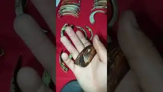 nanh heo rừng sưa đặc 100% LH zalo 0346107526 zalo 0346440426