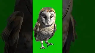 Cute Owl Walking Green Screen Effect #animals #owl  #greenscreen #chromakey #vfx
