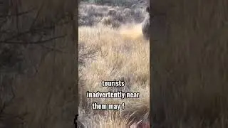Managing Aggressive Black Rhino Behavior: Ensuring Tourist Safety #rhino #wildlife #shorts