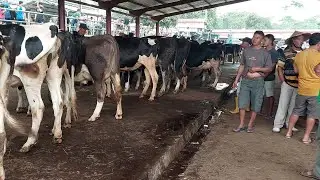 Pasar Sapi Geger ‼️Harga Sapi FH Dara Bunting Dan Siap Perah Meledak Sapi Mbludak