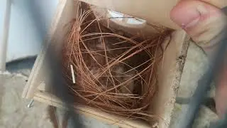 la voliere et les oiseaux de chez mon père
