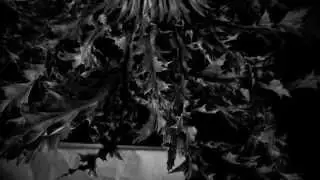 Folkcore - Ama