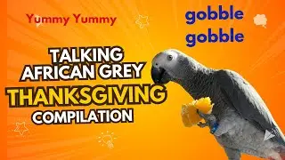 Funny Cute Talking African Grey Thanksgiving Compilation: Bird Eating Food and Says Yummy & Gobble