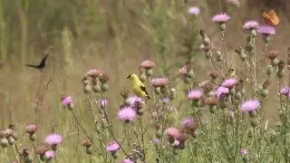 Spinus tristis (American goldfinch) and Cirsium discolor (field thistle)