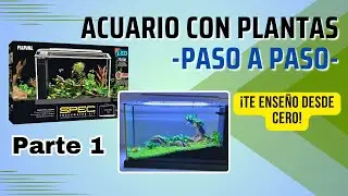 C&oacute;mo Montar un Acuario Plantado desde Cero | Paso a Paso: Substrato, Decoraci&oacute;n y Siembra de Grama