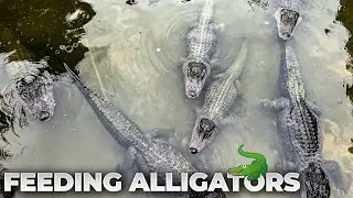 Feeding Alligators in Orlando (Food Bounces Off Alligator&rsquo;s Head!)
