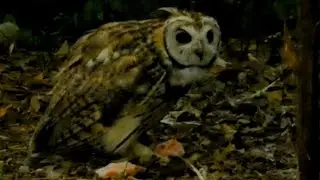Striped owl (Pseudoscops clamator)  in Brazil