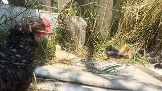 Aug 11/2025 Chicken#asmr introducing 🐣 chicks to the flock. How to. 