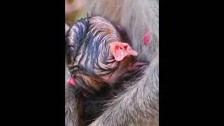 AW 2026 #animallife #babymonkeys #monkeysr #wildlifeentertainment #babymonkey #animals