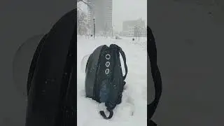 Ranking Funny Cats in Ice 🤣❄️