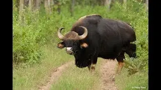 INDIAN BISON IN RGPPL ANJANVEL