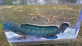 Catching Channa Aristoni (Snakehead Fish) in the wild!