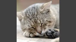 Tranquil Catnap Jazz Serenade