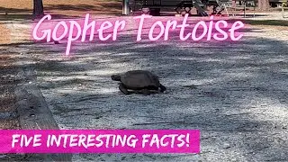 Gopher Tortoise / 5 Interesting Facts