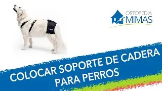 ¿Cómo Colocar el Soporte de Cadera para Perro?