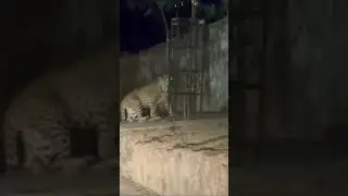 This leopard is creepy