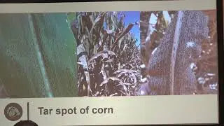 What will be your corn disease issue this year?