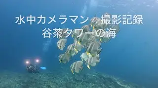 【記録映像｜長田水中カメラマン】2025年 水中カメラマン撮影風景｜谷茶タワーの海の様子・ツバメウオ他｜沖縄県・恩納村｜BlueLeaf
