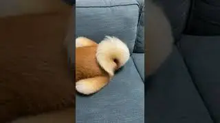 【秋田犬】テンションあげあげもんた君[Akita Inu] Tension Max Monta-kun