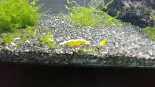 Shrimp Room Update 11-8-17